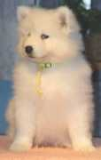 whitebear.dk Nickeline