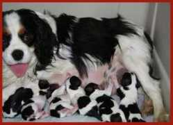 cavalierlovers.com Nickolass