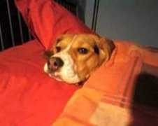 arturoilbeagle.net Niclin