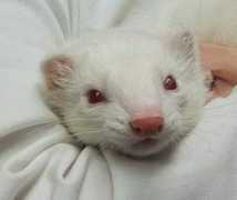 whiteweasel.net Nicoa