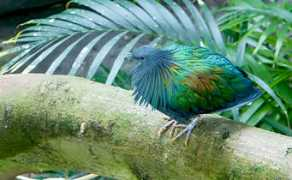 blog.seeingbirds.com Nicobar