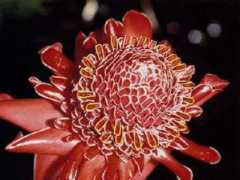 botanic.jp Nicolaia