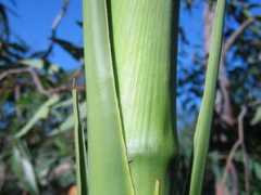 botanic.jp Nicolaia