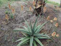rareflora.com Nicolaii