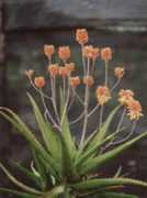 rareflora.com Nicolaii