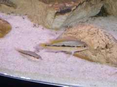 cichlids.com Nicros