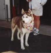 Nieko