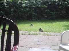 Niet
