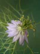 Nigella