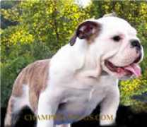 champbulldogs.com Nigiel