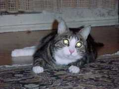 citycat.ru Nigmatulina