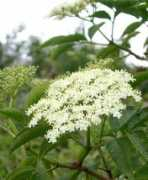 plant-identification.co.uk Nigra