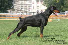 dobermann-review.com Nigre