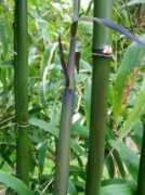 bamboocraft.net Nihira