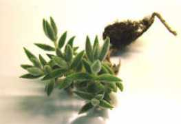 Niidea