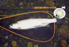 cosmic-angler.com Nijim