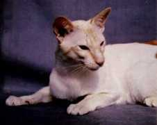 palantircats.co.uk Nijinsky