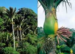 Nikau