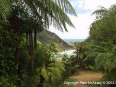 Nikau
