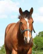 auzon-appaloosa.com Nikeeta