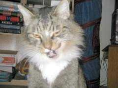 opinionatedpussycat.com Nikiita