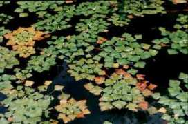 mnr.gov.ru Nikitenkov