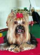 yorkie-klub.at Nikolino