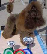 poodles-in-scandinavia.com Niksi