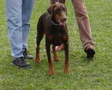 dobermann-review.com Nikyta