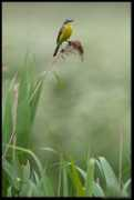 blog.moment.ee Nilane