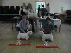 midlandsealyhamterrierclub.co.uk Nileda