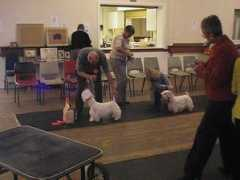 midlandsealyhamterrierclub.co.uk Nileda