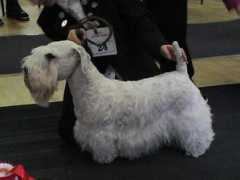 midlandsealyhamterrierclub.co.uk Nileda