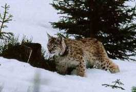 lynx.uio.no Nilsine