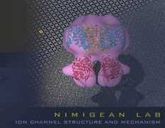 physiology.med.cornell.edu Nimigean