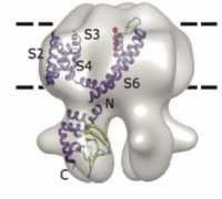 physiology.med.cornell.edu Nimigean