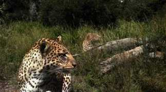 bornfree.org.uk Nimira