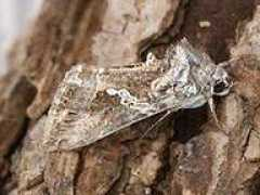 sussex-butterflies.org.uk Nimoth