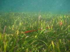 seagrassnet.org Nimpal