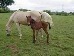 gallardiafarm.com Nimpha