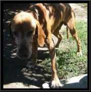 gallery.site.hu Nimrod