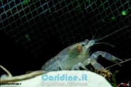 caridine.it Ninae