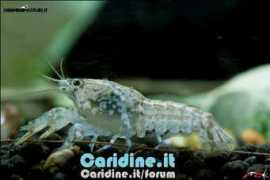 caridine.it Ninae