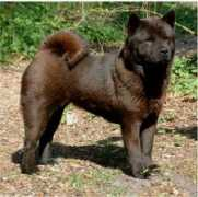 chow-chow.hu Ninjah