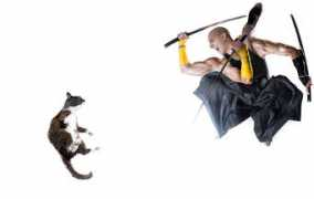 thedesigninspiration.com Ninjia