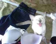 infinitecat.com Ninoshka