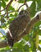 Ninox