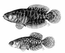 cynolebias.de Nioni