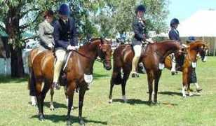 cyberhorse.net.au Nirelle