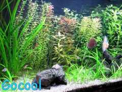 gocool.co.il Niryan